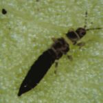 Tobacco Thrips