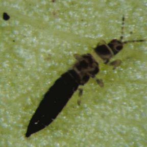 Tobacco Thrips