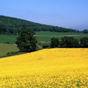 Oilseed Rape