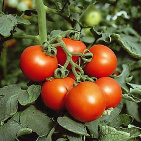 Glasshouse Vegetables