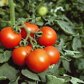 Tomato