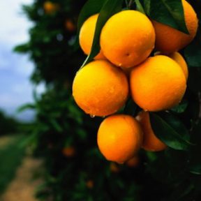 Citrus