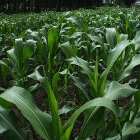 Corn