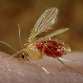 Sandfly