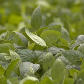 Soybean