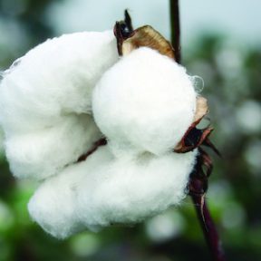 Cotton