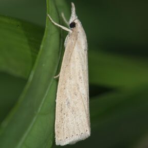 Chilo suppressalis