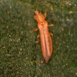 Western flower thrips