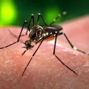 Aedes mosquito