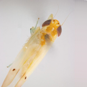 Amrasca spp.