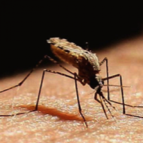 Anopheline Mosquitoes