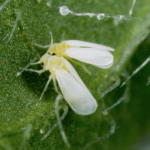 Tobacco Whitefly