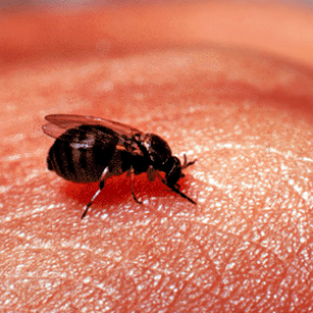 Blackfly