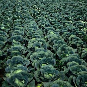 Brassicas