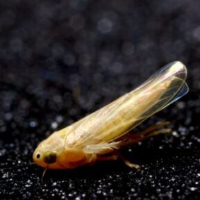 Corn leafhopper