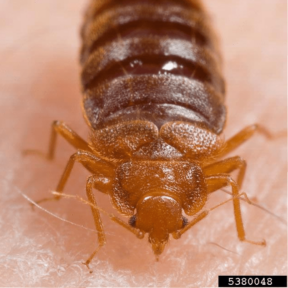 Cimex lectularius