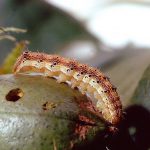 Corn earworm