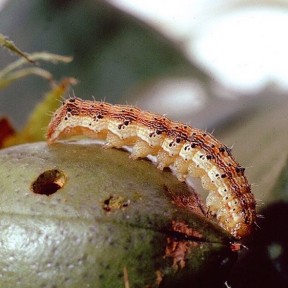 Corn earworm