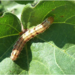 Old world bollworm