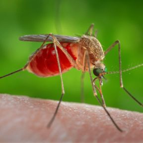 House mosquito
