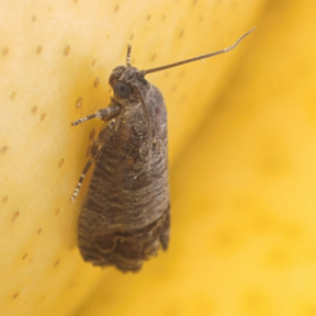 Codling Moth