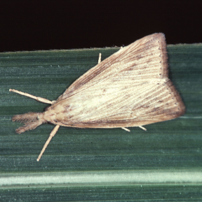 Sugarcane Borer