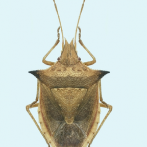 Green-belly stink bug