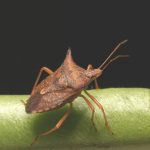 Stink Bug