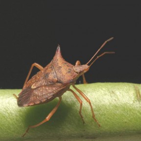 Stink Bug Archives | IRAC