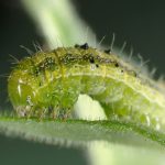 Tobacco budworm
