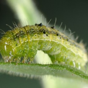 Tobacco budworm
