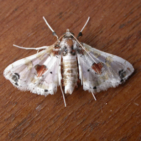 Eggplant fruit borer