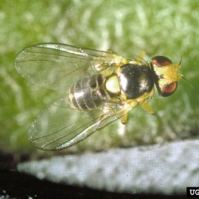 American serpentine leafminer