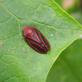 Spittlebug