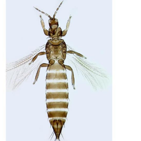 African cowpea thrips