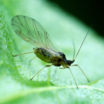 Green peach aphid