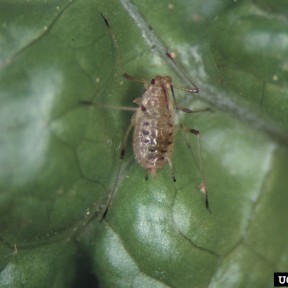 Currant lettuce aphid