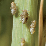 Brown planthopper