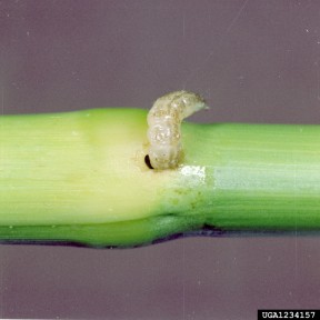 European Corn Borer