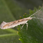 Diamondback Moth