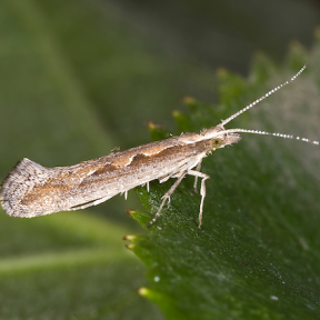 Diamondback Moth