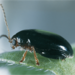 Cabbage stem flea beetle