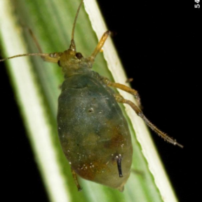 Birdcherry oat aphid