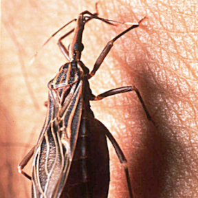 Kissing bug