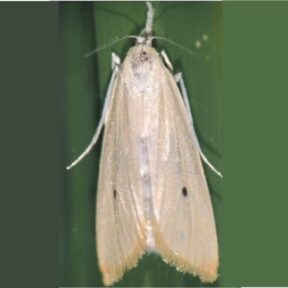 Scirpophaga incertulas