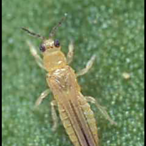 Avocado thrips