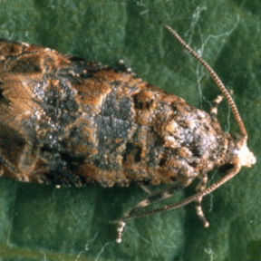 European grapevine moth