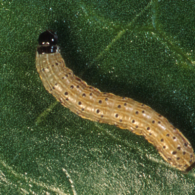 Spodoptera, Helicoverpa, Heliothis | IRAC