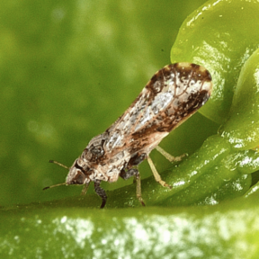 Asian Citrus Psyllid