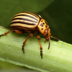 Colorado potato beetle